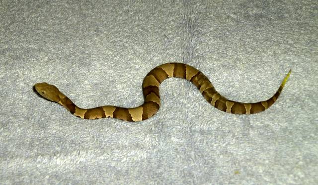 Neonate Trans Pecos.jpg [53 Kb]